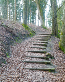 Steps in a wood von Michael Naegele