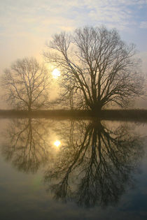 Nebel, Licht und Bäume 6 von Bernhard Kaiser