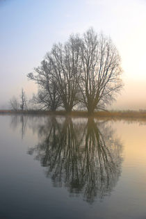 Nebel, Licht und Bäume 5 by Bernhard Kaiser