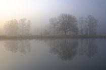 Nebel, Licht und Bäume 11 von Bernhard Kaiser