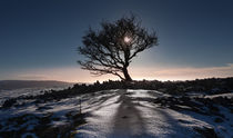 Winter tree von Leighton Collins