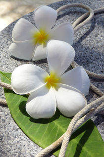 Tropische Blume von Thomas Brandt