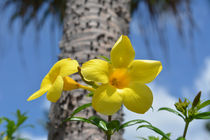 Tropische Blume von Thomas Brandt