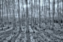 Wald by Thomas Brandt