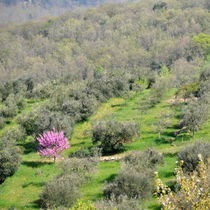 Frühling in der Toskana von gugigei