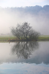 Nebel, Licht und Bäume 8 von Bernhard Kaiser