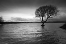 Kenfig Pool and tree by Leighton Collins