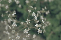 summergrass - three by chrisphoto