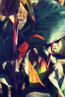 Canna indica #5 by chrisphoto