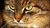 ~ Serious Look Cat ~ by Sandra  Vollmann