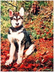 ~In the Natur Young Sled Dog ~ by Sandra  Vollmann