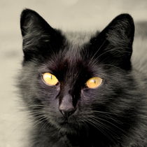 black cat von gugigei