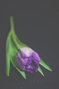 Tulip von Susi Stark