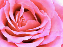 Rose, rosa by darlya
