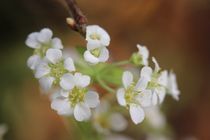 Kleine weiße Blüten sich starr nach Oben heben. 2. von Simone Marsig