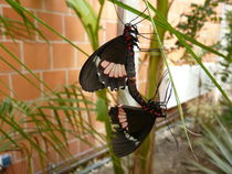 Schmetterlinge  bei der Paarung by Simone Marsig