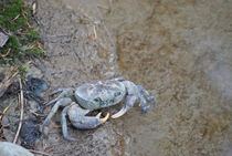 Sad crab von Azzurra Di Pietro