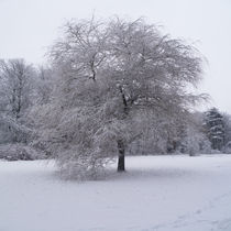 Der Baum im Schnee by Michael Naegele