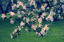 Blossoming Spring Garden by cinema4design