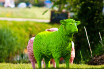 grünes Schaf von Timo Stollberg