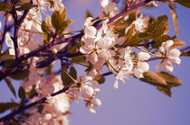 Blossoming Cherry by cinema4design