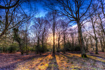 The Morning Sun Forest by David Pyatt