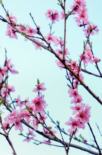 Almond Blossoms by Thomas Matzl