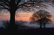 Sunset through the trees by Pete Hemington