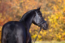 Schwarzes Pferd by anja-juli