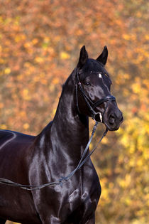 Schwarzes Pferd Portrait im Herbst von anja-juli