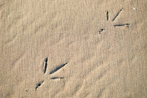 Spuren im Sand von Stephan Gehrlein
