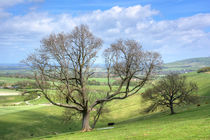 Early Spring on Steyning Bowl by Malc McHugh