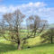 Early-spring-on-steyning-bowl