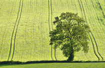 Lone tree by Pete Hemington