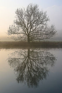 Ein Baum by Bernhard Kaiser