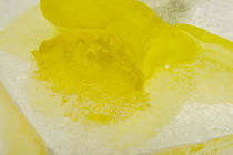 Common daffodil in ice - Narzisse in Eis 1 von Marc Heiligenstein