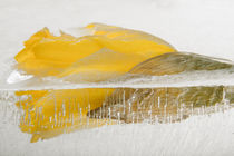 Common daffodil in ice - Narzisse in Eis 2 by Marc Heiligenstein
