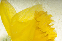 common daffodil in ice - Narzisse in Eis 3 von Marc Heiligenstein