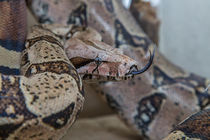 Boa Constrictor by ronny