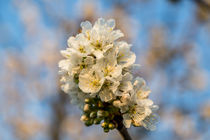 Kirschblüten by ronny