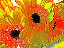 Colorful Flowers Gerbera by Sandra  Vollmann