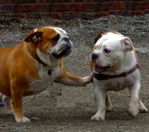 DOGS FRIENDSHIP. by Maks Erlikh