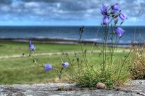 Harebells by Colin Metcalf