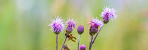 Distel by ronny