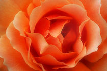 Rose Petals by CHRISTINE LAKE
