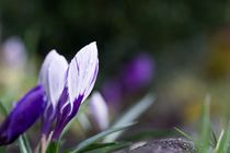 Bläuliche Krokus-Blüte von Gerhard Petermeir