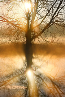 Der Baum in der Morgensonne von Bernhard Kaiser