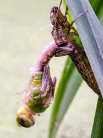 Schlüpfende Libelle by foxografie