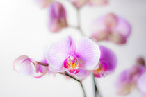 Phalenopsis by foxografie