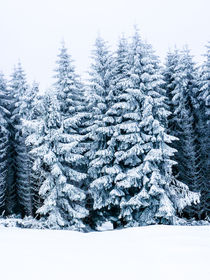 Winterwald by foxografie